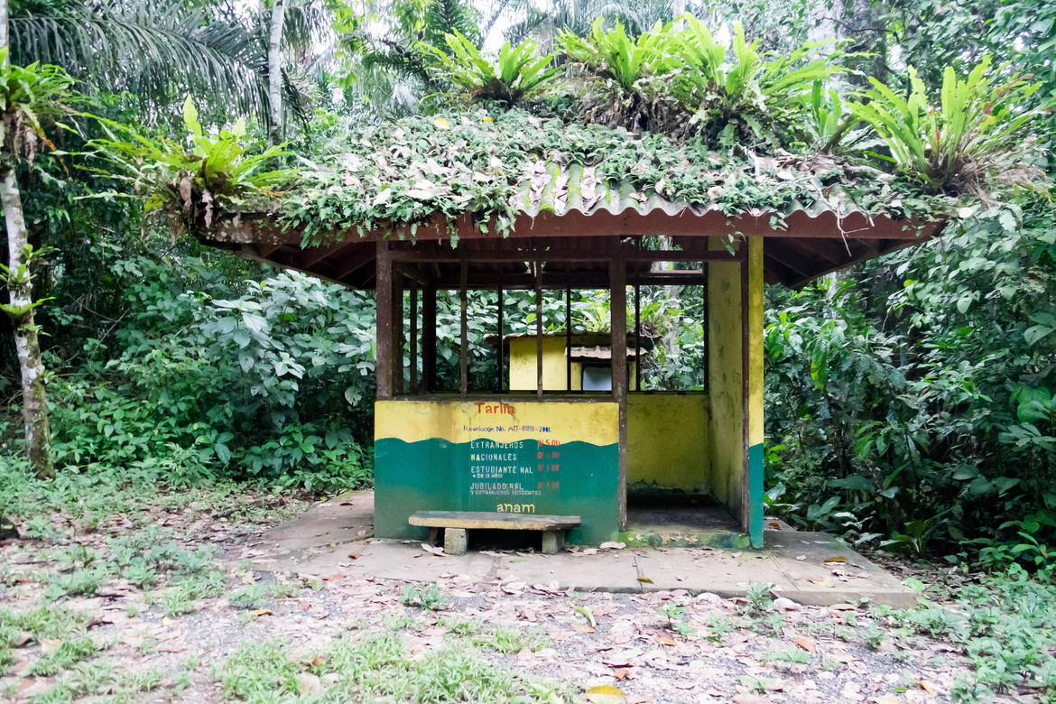 Panama--nighttime rainforest tour-s029-r4